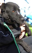 LUKA, Hund, Mischlingshund in Rumänien - Bild 7