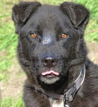 LUKA, Hund, Mischlingshund in Rumänien - Bild 9