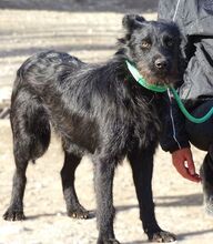 TIMMY, Hund, Mischlingshund in Rumänien - Bild 2