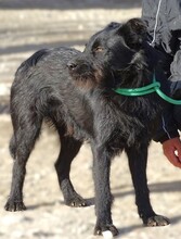 TIMMY, Hund, Mischlingshund in Rumänien - Bild 4