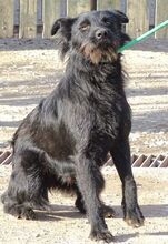 TIMMY, Hund, Mischlingshund in Rumänien - Bild 5
