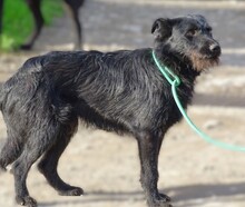 TIMMY, Hund, Mischlingshund in Rumänien - Bild 6