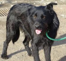 TIMMY, Hund, Mischlingshund in Rumänien - Bild 7