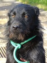 TIMMY, Hund, Mischlingshund in Rumänien - Bild 8