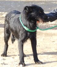 TIMMY, Hund, Mischlingshund in Rumänien - Bild 9