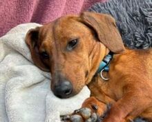 MINIE, Hund, Dackel in Beilngries - Bild 1