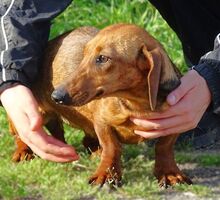 MINIE, Hund, Dackel in Beilngries - Bild 10