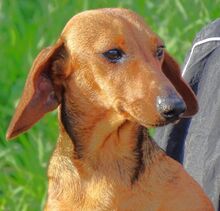 MINIE, Hund, Dackel in Beilngries - Bild 11