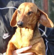 MINIE, Hund, Dackel in Beilngries - Bild 13