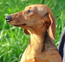 MINIE, Hund, Dackel in Beilngries - Bild 14