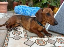 MINIE, Hund, Dackel in Beilngries - Bild 2