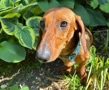 MINIE, Hund, Dackel in Beilngries - Bild 3