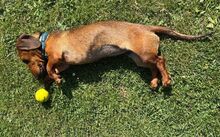 MINIE, Hund, Dackel in Beilngries - Bild 4