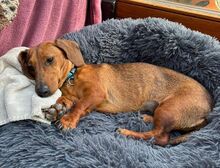 MINIE, Hund, Dackel in Beilngries - Bild 5