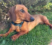 MINIE, Hund, Dackel in Beilngries - Bild 6