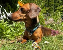 MINIE, Hund, Dackel in Beilngries - Bild 7