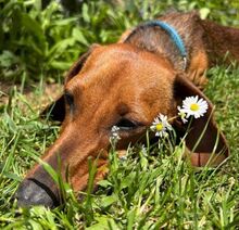 MINIE, Hund, Dackel in Beilngries - Bild 8