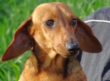 MINIE, Hund, Dackel in Beilngries - Bild 9