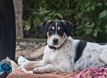 MARIOS, Hund, Mischlingshund in Griechenland - Bild 1