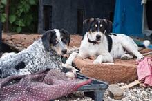 MARIOS, Hund, Mischlingshund in Griechenland - Bild 2