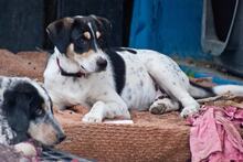 MARIOS, Hund, Mischlingshund in Griechenland - Bild 3