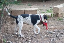 MARIOS, Hund, Mischlingshund in Griechenland - Bild 4