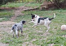 MARIOS, Hund, Mischlingshund in Griechenland - Bild 6