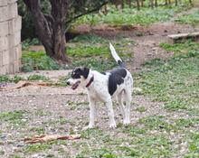 MARIOS, Hund, Mischlingshund in Griechenland - Bild 7