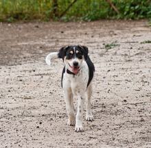 MARIOS, Hund, Mischlingshund in Griechenland - Bild 8