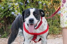 BO, Hund, Mischlingshund in Griechenland - Bild 1
