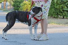 BO, Hund, Mischlingshund in Griechenland - Bild 2