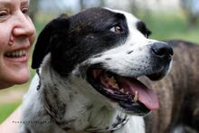 BO, Hund, Mischlingshund in Griechenland - Bild 5