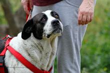 BO, Hund, Mischlingshund in Griechenland - Bild 6