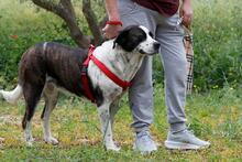 BO, Hund, Mischlingshund in Griechenland - Bild 7