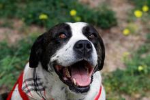 BO, Hund, Mischlingshund in Griechenland - Bild 8