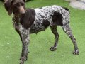 KIRA, Hund, Jagdhund-Mix in Spanien - Bild 3