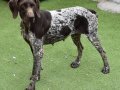 KIRA, Hund, Jagdhund-Mix in Spanien - Bild 4