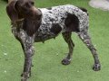KIRA, Hund, Jagdhund-Mix in Spanien - Bild 5
