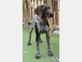 KIRA, Hund, Jagdhund-Mix in Spanien - Bild 6