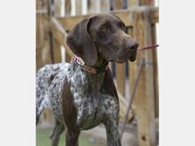 KIRA, Hund, Jagdhund-Mix in Schriesheim