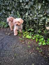 TEDDY, Hund, Bichon à poil frisé-Mix in Rumänien - Bild 1