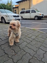 TEDDY, Hund, Bichon à poil frisé-Mix in Rumänien - Bild 2