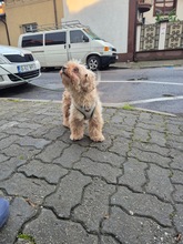 TEDDY, Hund, Bichon à poil frisé-Mix in Rumänien - Bild 3