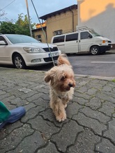 TEDDY, Hund, Bichon à poil frisé-Mix in Rumänien - Bild 4