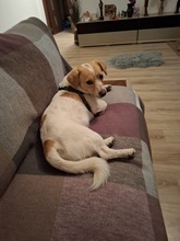 MERLIN, Hund, Mischlingshund in Rumänien - Bild 3