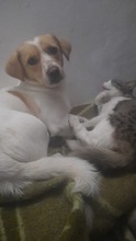MERLIN, Hund, Mischlingshund in Rumänien - Bild 4