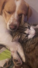 MERLIN, Hund, Mischlingshund in Rumänien - Bild 5