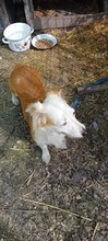 LASKA, Hund, Mischlingshund in Rumänien - Bild 1