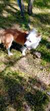 LASKA, Hund, Mischlingshund in Rumänien - Bild 2