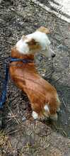 LASKA, Hund, Mischlingshund in Rumänien - Bild 3